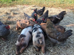 kunekune piglet, maori pig, grazing pig, kune kune pig
