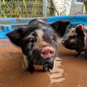 kunekune piglet, maori pig, grazing pig, kune kune pig