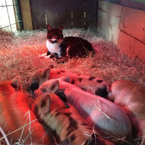 kunekune piglet, maori pig, grazing pig, kune kune pig