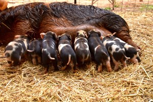 kunekune piglet, maori pig, grazing pig, kune kune pig