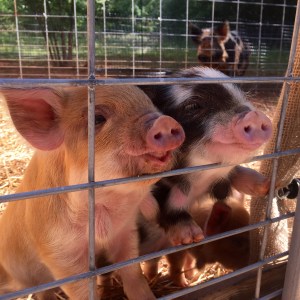 kunekune piglet, maori pig, grazing pig, kune kune pig