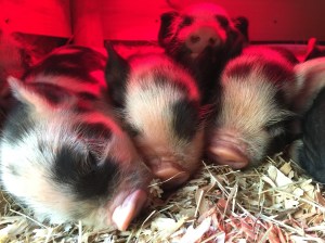 kunekune piglet, maori pig, grazing pig, kune kune pig