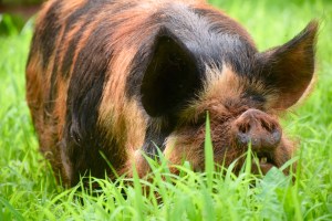 kunekune pig, kune kune pig, maori pig, pastured pig