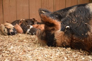 kunekune piglet, maori pig, grazing pig, kune kune pig