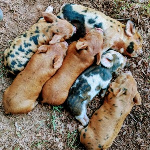 kunekune piglet, maori pig, grazing pig, kune kune pig