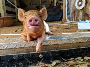 kunekune piglet, maori pig, grazing pig, kune kune pig