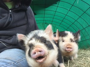 kunekune piglet, maori pig, grazing pig, kune kune pig