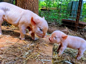 kunekune piglet, maori pig, grazing pig, kune kune pig