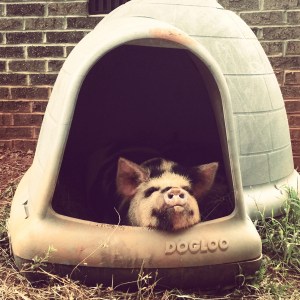 kunekune piglet, maori pig, grazing pig, kune kune pig