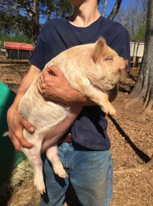 kunekune piglet, maori pig, grazing pig, kune kune pig