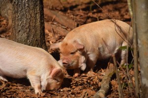 kunekune piglet, maori pig, grazing pig, kune kune pig