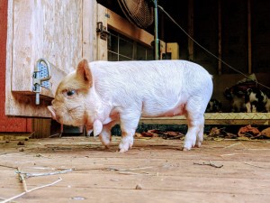 kunekune piglet, maori pig, grazing pig, kune kune pig