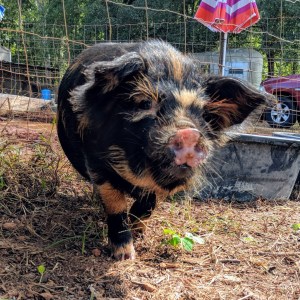 kunekune piglet, maori pig, grazing pig, kune kune pig