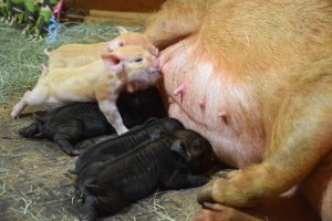 kunekune piglet, maori pig, grazing pig