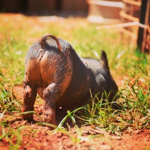 kunekune piglet, maori pig, grazing pig, kune kune pig
