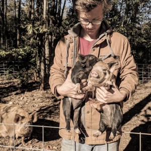kunekune piglet, maori pig, grazing pig, kune kune pig