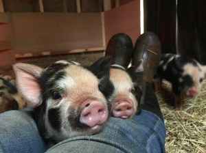 kunekune piglet, maori pig, grazing pig, kune kune pig
