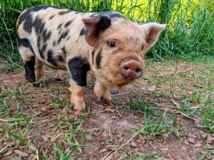 kunekune piglet, maori pig, grazing pig, kune kune pig