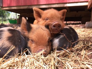 kunekune piglet, maori pig, grazing pig, kune kune pig