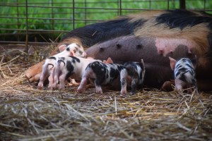kunekune piglet, maori pig, grazing pig, kune kune pig