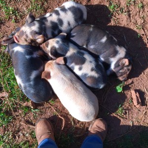 kunekune piglet, maori pig, grazing pig, kune kune pig