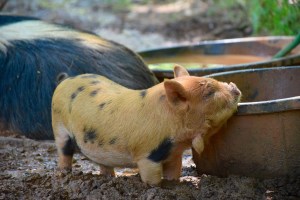 kunekune piglet, maori pig, grazing pig, kune kune pig