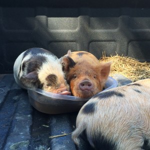 kunekune piglet, maori pig, grazing pig, kune kune pig