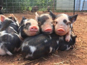 kunekune piglet, maori pig, grazing pig, kune kune pig