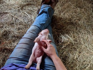 kunekune piglet, maori pig, grazing pig, kune kune pig
