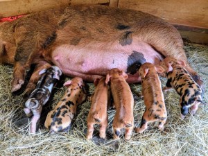 kunekune piglet, maori pig, grazing pig, kune kune pig