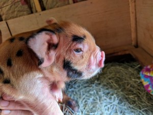 kunekune piglet, maori pig, grazing pig, kune kune pig