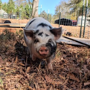 kunekune piglet, maori pig, grazing pig, kune kune pig