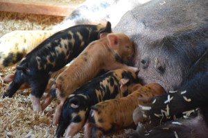 kunekune piglet, maori pig, grazing pig, kune kune pig