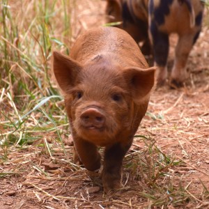 kunekune piglet, maori pig, grazing pig