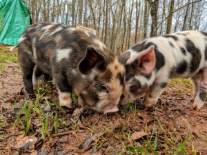 kunekune piglet, maori pig, grazing pig, kune kune pig